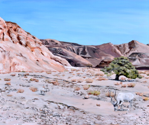 A Herd of 9 Addaxes A Herd of 9 Addaxes