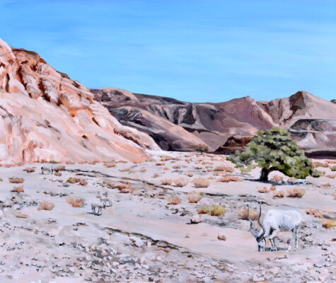 A Herd of 9 Addaxes A Herd of 9 Addaxes