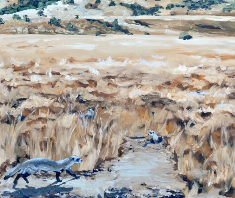 A Busyness of 5 Black-footed Ferrets A Busyness of 5 Black-footed Ferrets