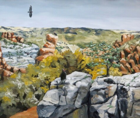 A Scarcity of 7 California Condors A Scarcity of 7 California Condors